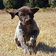 Fendi is registered to the contest to win money with this photo: puppy, dog, running, outdoor, grass, dry_grass, park, brown_fur, floppy_ears, black_nose, animal, pet, canine, sunlight, shadow, nature, portrait, action, cute, playful