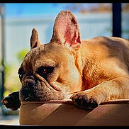 Charlotte joined the competition — help win amazing prizes! dog, french_bulldog, pet, animal, resting, sunlight, ears, cushion, portrait, closeup, outdoor, blurred_background, sleepy, fur, paw, face, relaxed, domestic_animal, canine, cute