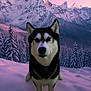 dog, husky, snow, mountain, pine_tree, sunset, sky, nature, outdoor, animal, winter, landscape, forest, scenic, portrait, canine, cold, majestic, adventure, wilderness