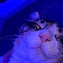 cat, close_up, fluffy, whiskers, pink_nose, sleeping, pet, animal, feline, indoor, cute, relaxed, portrait, soft_light, blue_tint, fur, muzzle, calm, domestic_cat, peaceful