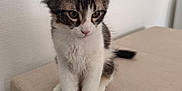 Loki participe au concours pour gagner de l'argent avec cette photo : kitten, cat, feline, young, fur, whiskers, ears, eyes, paws, sitting, indoor, beige, fabric, curious, pet, animal, cute, small, domestic, soft