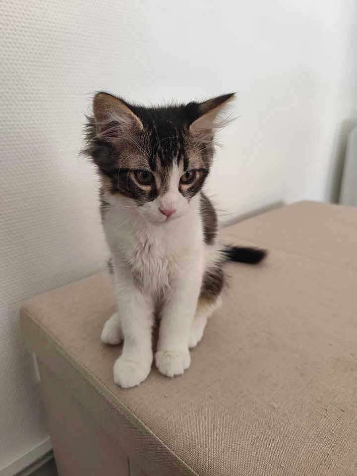 Loki