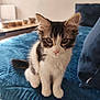 Loki a rejoint le concours — aidez-le/la à gagner de superbes lots ! kitten, cat, black_and_white, sitting, curious, furry, pet, indoor, blanket, blue, couch, fur, whiskers, cute, young, animal, portrait, soft, domestic, feline