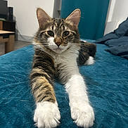 Zazou participe au concours pour gagner de l'argent avec cette photo : cat, tabby, white_paws, stretching, indoor, bed, blanket, feline, pet, animal, fur, whiskers, ears, relaxed, lying_down, close_up, domestic_cat, cute, home, curious