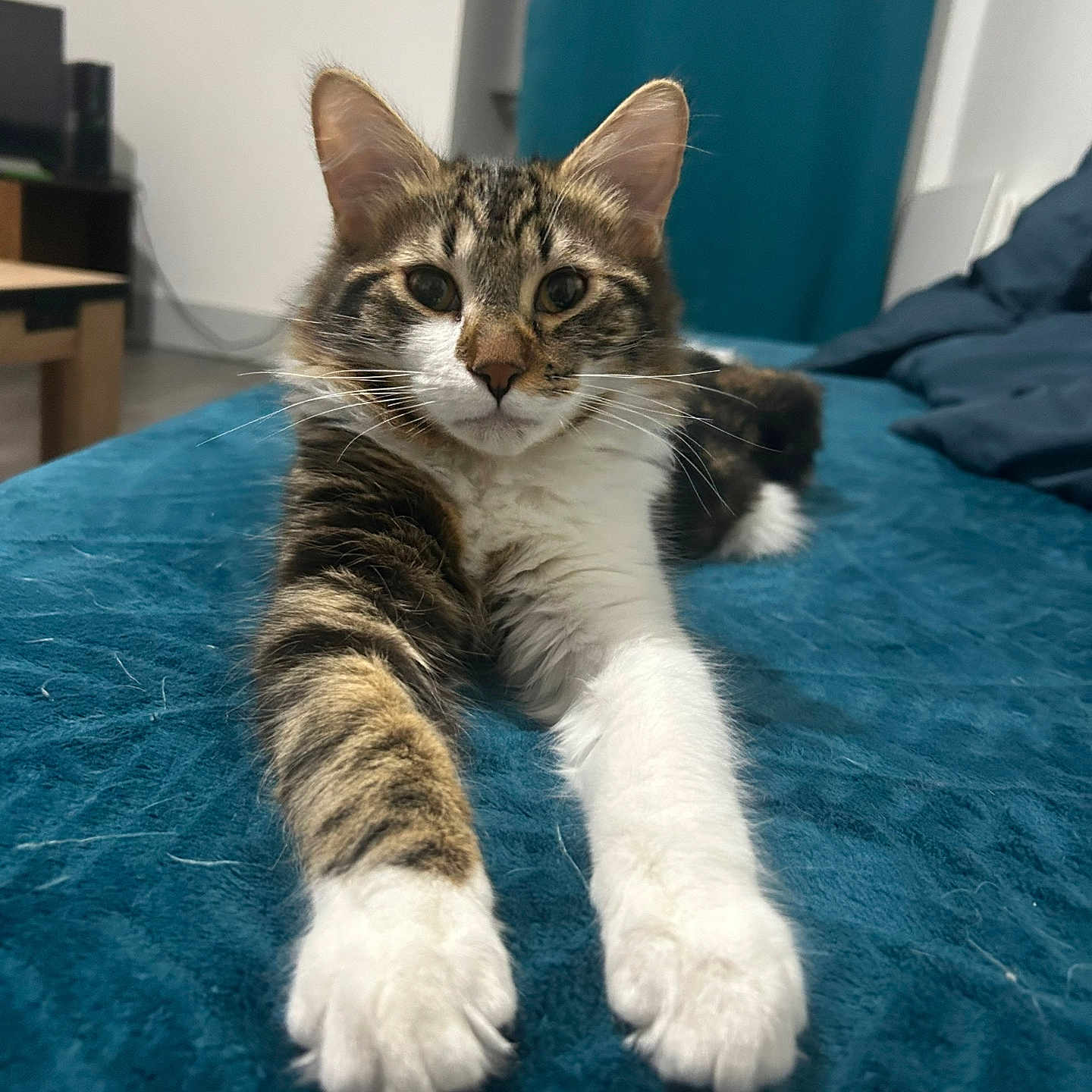 Zazou
