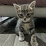 Miss participe au concours pour gagner de l'argent avec cette photo : kitten, cat, tabby, pet, animal, indoor, floor, curious, small, furry, cute, mammal, whiskers, ears, paws, young, sitting, household, domestic, fur