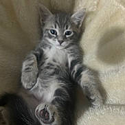 Miss a rejoint le concours — aidez-le/la à gagner de superbes lots ! kitten, cat, furry, pet, animal, cute, relaxed, paw, soft, blanket, striped, young, domestic, fur, whiskers, indoor, cozy, sleepy, small, mammal