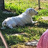Sarah a rejoint le concours — aidez-le/la à gagner de superbes lots ! dog, white_dog, grass, outdoor, sunlight, pet, fence, relaxing, animal, nature, backyard, canine, mammal, daytime, laying_down, greenery, peaceful, fur, side_view, domestic_animal