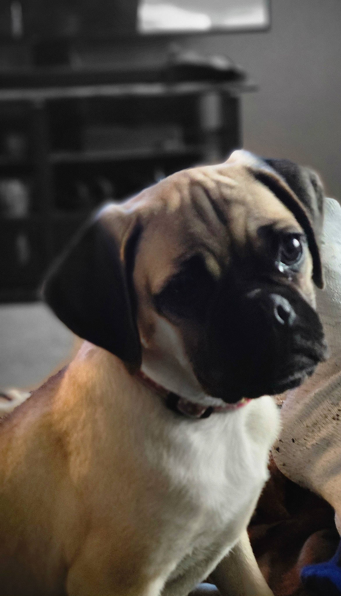 Dayze is registered to the contest to win money with this photo: canidae, carnivore, collar, companion_dog, dog, dog_breed, dog_collar, fawn, fur, non_sporting_group, pug, puppy, snout, sporting_group, toy_dog, whiskers, window, working_animal, working_dog, wrinkle