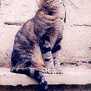 Joker participe au concours pour gagner de l'argent avec cette photo : alert, animal, cat, collar, concrete, curious, feline, ledges, nature, outdoor, paws, pet, resting, sitting, stripes, tabby, texture, urban, wall, whiskers