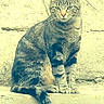 Joker participe au concours pour gagner de l'argent avec cette photo : animal, calm, cat, daylight, ears, feline, fur, looking, nature, outdoor, pet, portrait, sitting, still, stone, tabby, tail, texture, wall, whiskers