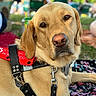 Tyrus is registered to the contest to win money with this photo: alert, animal, blanket, blurred_background, brown_eyes, canine, close_up, collar, daylight, dog, golden_retriever, grass, leash, outdoor, people, pet, resting, service_dog, vest, working_dog