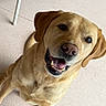 animal, canine, chair_leg, dog, ears, floor, friendly, fur, golden_retriever, happy, indoor, labrador, looking_up, mammal, nose, pet, sitting, smiling, teeth, tongue