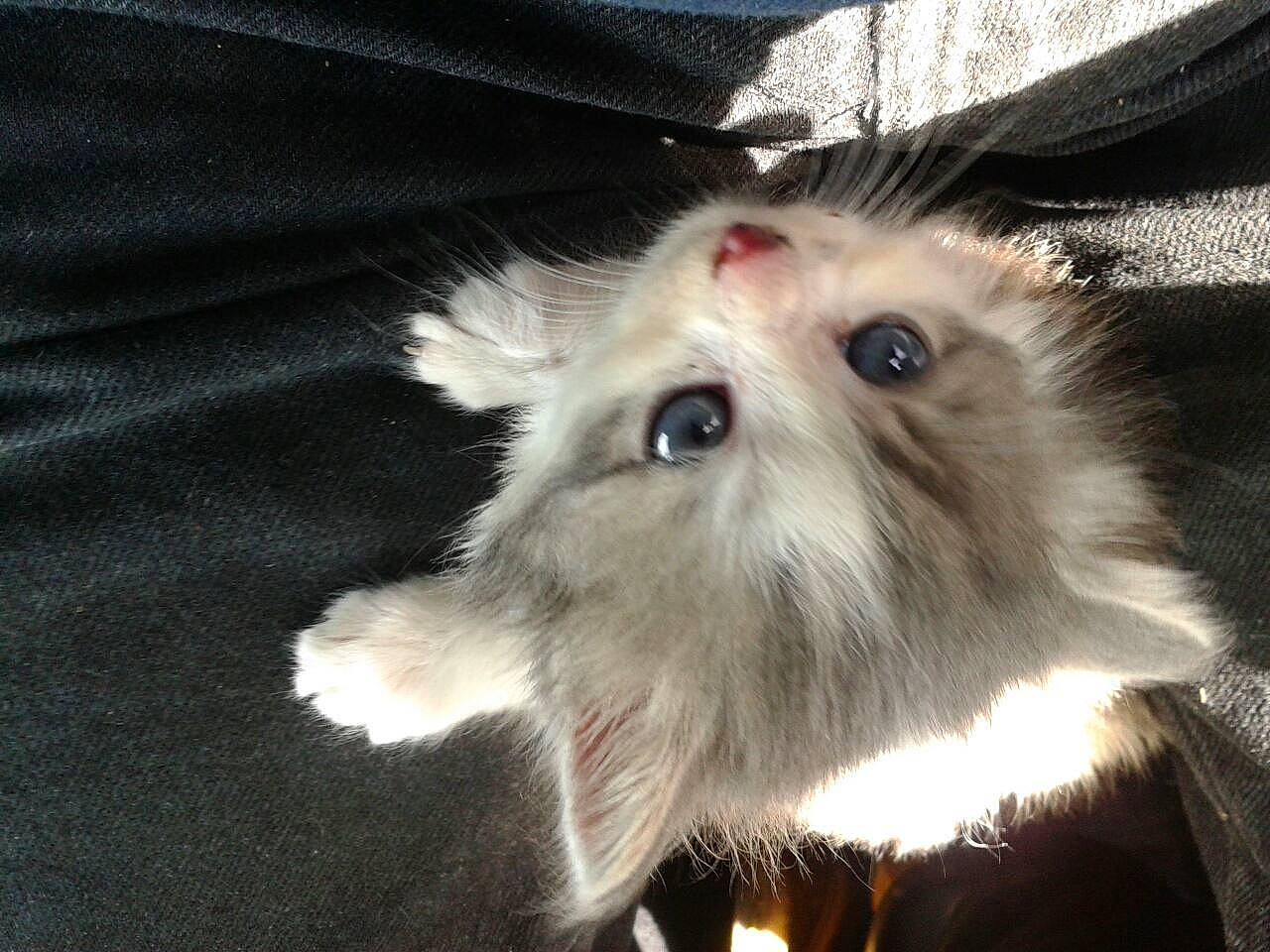 Gibus participe au concours pour gagner de l'argent avec cette photo : canidae, carnivore, companion_dog, dog, dog_breed, mammal, morkie, pomeranian, puppy, shih_tzu, toy_dog, whiskers