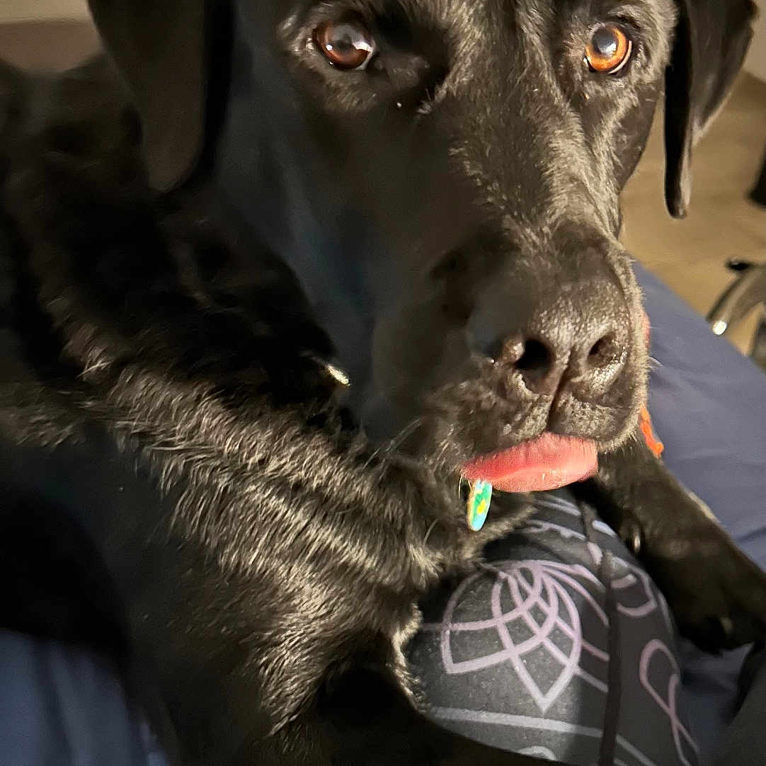 Pluto participe au concours pour gagner de l'argent avec cette photo : adult, animal, bodypart, canine, cockerspaniel, dog, female, hound, labradorretriever, mouth, person, pet, pointer, policedog, pug, puppy, woman