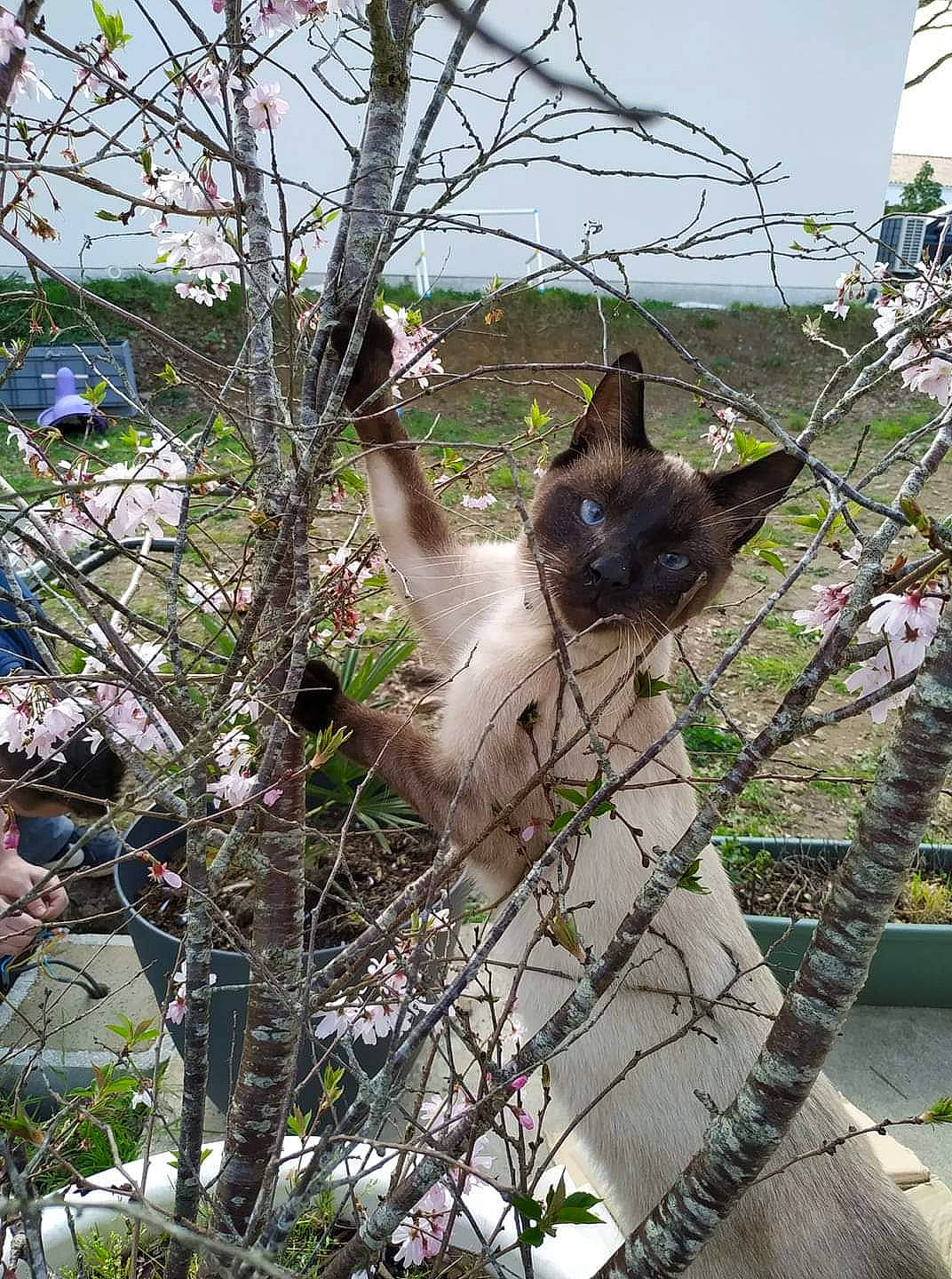 Lennon a rejoint le concours — aidez-le/la à gagner de superbes lots ! blossom, branch, carnivore, cat, fawn, felidae, flower, kitten, maine_coon, plant, ragdoll, siamese, small_to_medium_sized_cats, spring, thai, tonkinese, tree, whiskers, woody_plant