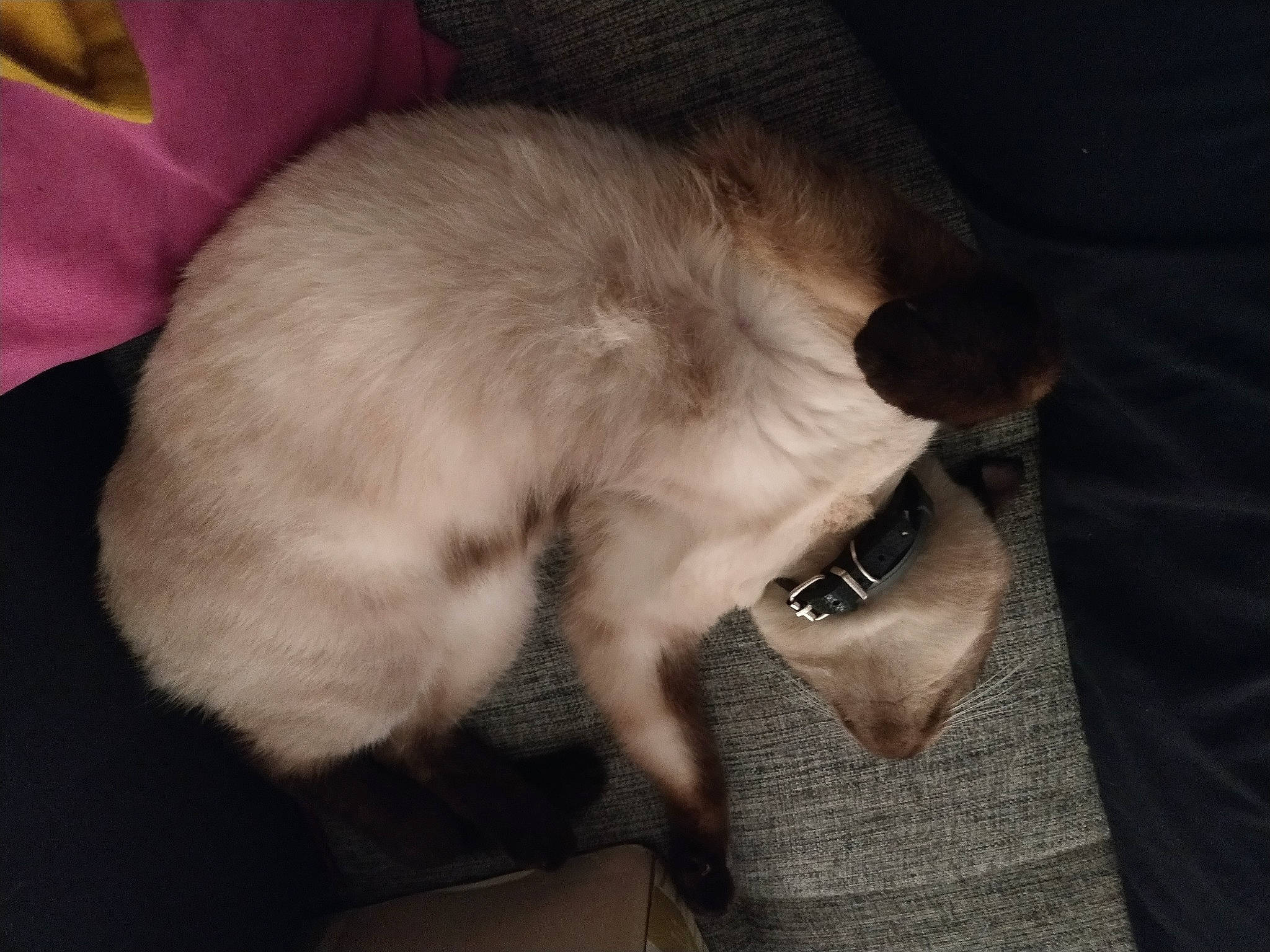 Lennon a rejoint le concours — aidez-le/la à gagner de superbes lots ! balinese, canidae, carnivore, cat, dog_breed, ear, fawn, felidae, fur, puppy_love, siamese, small_to_medium_sized_cats, tail