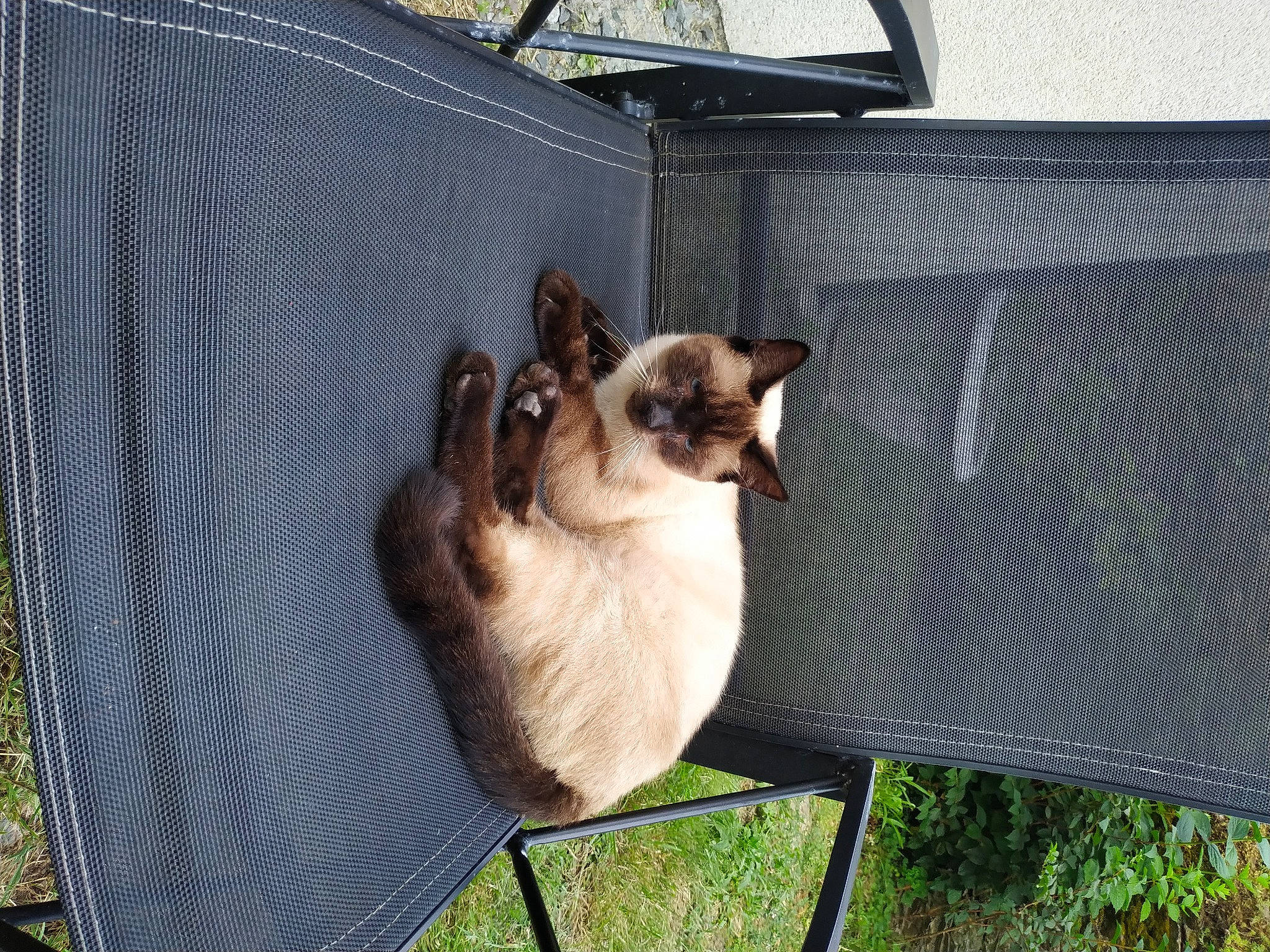 Lennon a rejoint le concours — aidez-le/la à gagner de superbes lots ! balinese, birman, carnivore, cat, fawn, felidae, mammal, ragdoll, siamese, small_to_medium_sized_cats, snowshoe, thai, tonkinese