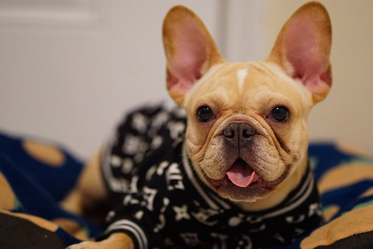 Peaches is registered to the contest to win money with this photo: bulldog, canidae, carnivore, companion_dog, dog, dog_breed, ear, fawn, french_bulldog, mammal, non_sporting_group, puppy, skin, snout, toy_bulldog, vertebrate