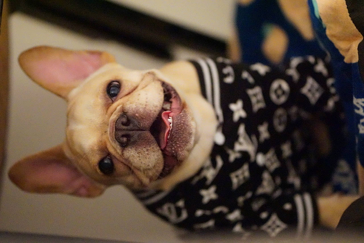 Peaches joined the competition — help win amazing prizes! american_bulldog, australian_bulldog, bulldog, canidae, carnivore, companion_dog, dog, dog_breed, fawn, french_bulldog, non_sporting_group, nose, old_english_bulldog, olde_english_bulldogge, puppy, puppy_love, skin, snout, toy_bulldog, white_english_bulldog