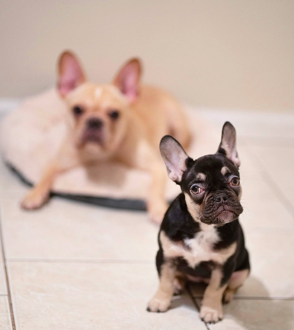 Dream is registered to the contest to win money with this photo: bulldog, canidae, carnivore, companion_dog, dog, dog_breed, ear, fawn, french_bulldog, mammal, non_sporting_group, puppy, puppy_love, snout, toy_bulldog, vertebrate