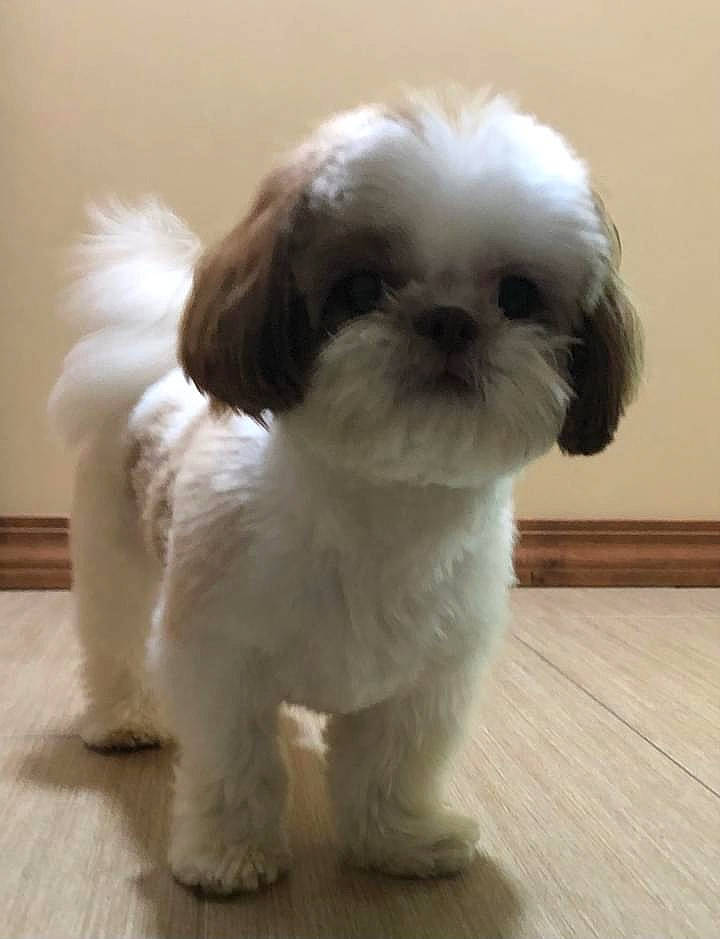 Cooper is registered to the contest to win money with this photo: canidae, carnivore, companion_dog, dog, dog_breed, dog_supply, ear, fawn, fur, liver, maltepoo, natural_material, pet_supply, shih_tzu, snout, sporting_group, tail, terrestrial_animal, toy_dog, working_animal