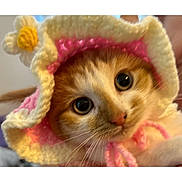 Peanut joined the competition — help win amazing prizes! kitten, cat, crocheted_hat, orange_cat, white_cat, cute, pet, animal, portrait, close_up, big_eyes, whiskers, indoor, soft_focus, adorable, headwear, pink, yellow, curious, feline