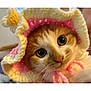 kitten, cat, crocheted_hat, orange_cat, white_cat, cute, pet, animal, portrait, close_up, big_eyes, whiskers, indoor, soft_focus, adorable, headwear, pink, yellow, curious, feline