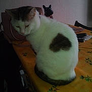 Kyo a rejoint le concours — aidez-le/la à gagner de superbes lots ! cat, white_cat, table, tablecloth, yellow, leaf_pattern, indoor, pet, feline, animal, figurine, dog_figurine, household_items, blur, domestic, sitting, fur, patches, resting, quiet