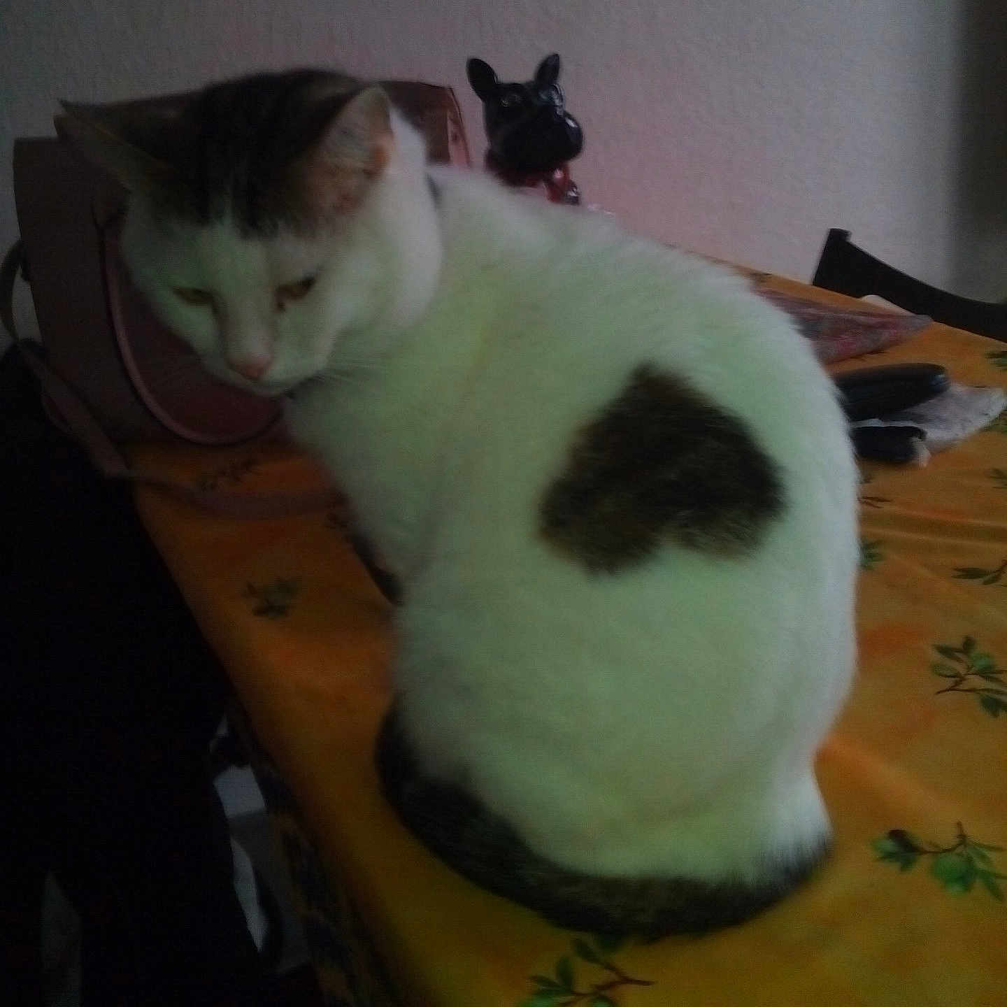 Kyo a rejoint le concours — aidez-le/la à gagner de superbes lots ! animal, blur, cat, dog_figurine, domestic, feline, figurine, fur, household_items, indoor, leaf_pattern, patches, pet, quiet, resting, sitting, table, tablecloth, white_cat, yellow