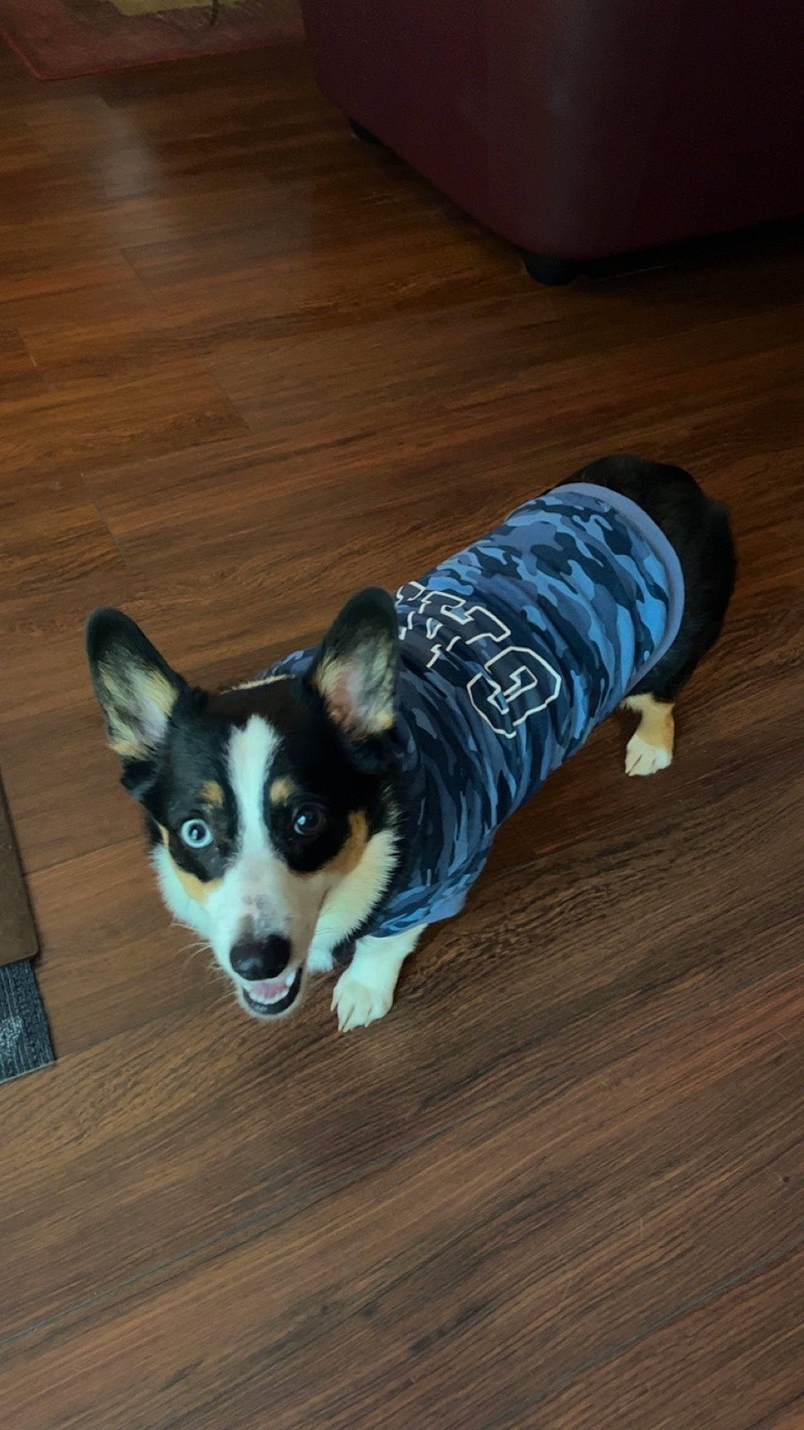 Ruger Joe is registered to the contest to win money with this photo: canidae, carnivore, companion_dog, dog, dog_breed, dog_supply, electric_blue, flooring, fur, hardwood, laminate_flooring, sporting_group, tail, terrestrial_animal, varnish, whiskers, wood, wood_flooring, wood_stain, working_animal