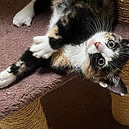 Gracie is registered to the contest to win money with this photo: cat, kitten, calico, fur, whiskers, eyes, scratching_post, cat_tree, platform, indoor, pet, animal, playful, curious, brown, white, black, orange, closeup, cute