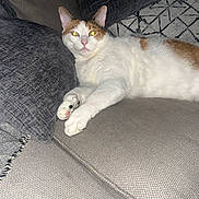 Fendi joined the competition — help win amazing prizes! animal, cat, comfort, couch, cozy, cute, domestic, feline, fur, home, indoor, living_room, looking_at_camera, orange, pet, pillow, relaxed, resting, soft_texture, white