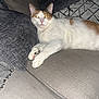animal, cat, comfort, couch, cozy, cute, domestic, feline, fur, home, indoor, living_room, looking_at_camera, orange, pet, pillow, relaxed, resting, soft_texture, white