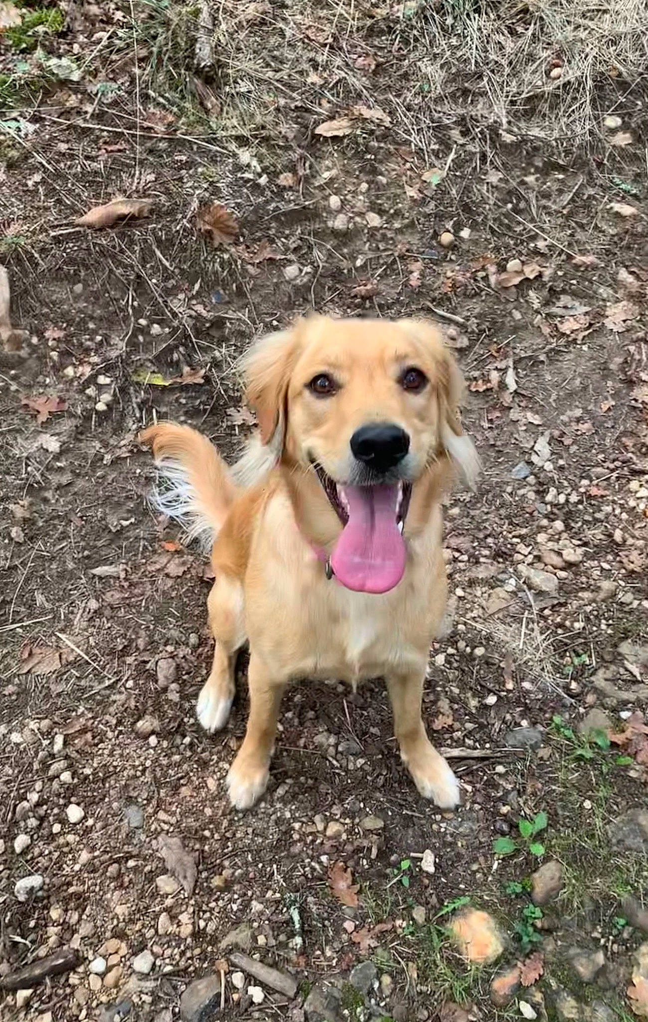 Ollie participe au concours pour gagner de l'argent avec cette photo : canidae, carnivore, companion_dog, dog, dog_breed, fawn, golden_retriever, labrador_retriever, mammal, retriever, snout, sporting_group, vertebrate