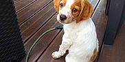 Atlas participe au concours pour gagner de l'argent avec cette photo : animal, brown, companionship, cute, dog, domestic_animal, floor, garden, hose, leash, looking_up, outdoor, pet, plastic_table, playful, puppy, sitting, white, wooden_deck, young_dog