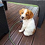 animal, brown, companionship, cute, dog, domestic_animal, floor, garden, hose, leash, looking_up, outdoor, pet, plastic_table, playful, puppy, sitting, white, wooden_deck, young_dog
