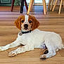 Atlas participe au concours pour gagner de l'argent avec cette photo : animal, brown_and_white, collar, curious, cute, dog, domestic_animal, ears, flooring, furniture, home_interior, indoor, looking_at_camera, lying_down, paws, pet, puppy, relaxed, wooden_floor, young_dog