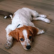 Atlas participe au concours pour gagner de l'argent avec cette photo : adorable, animal, brown_and_white, collar, cute, dog, ears, floor, indoor, looking_at_camera, lying, lying_down, nose, paws, pet, puppy, resting, small_dog, wooden_floor, young_dog