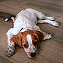 adorable, animal, brown_and_white, collar, cute, dog, ears, floor, indoor, looking_at_camera, lying, lying_down, nose, paws, pet, puppy, resting, small_dog, wooden_floor, young_dog