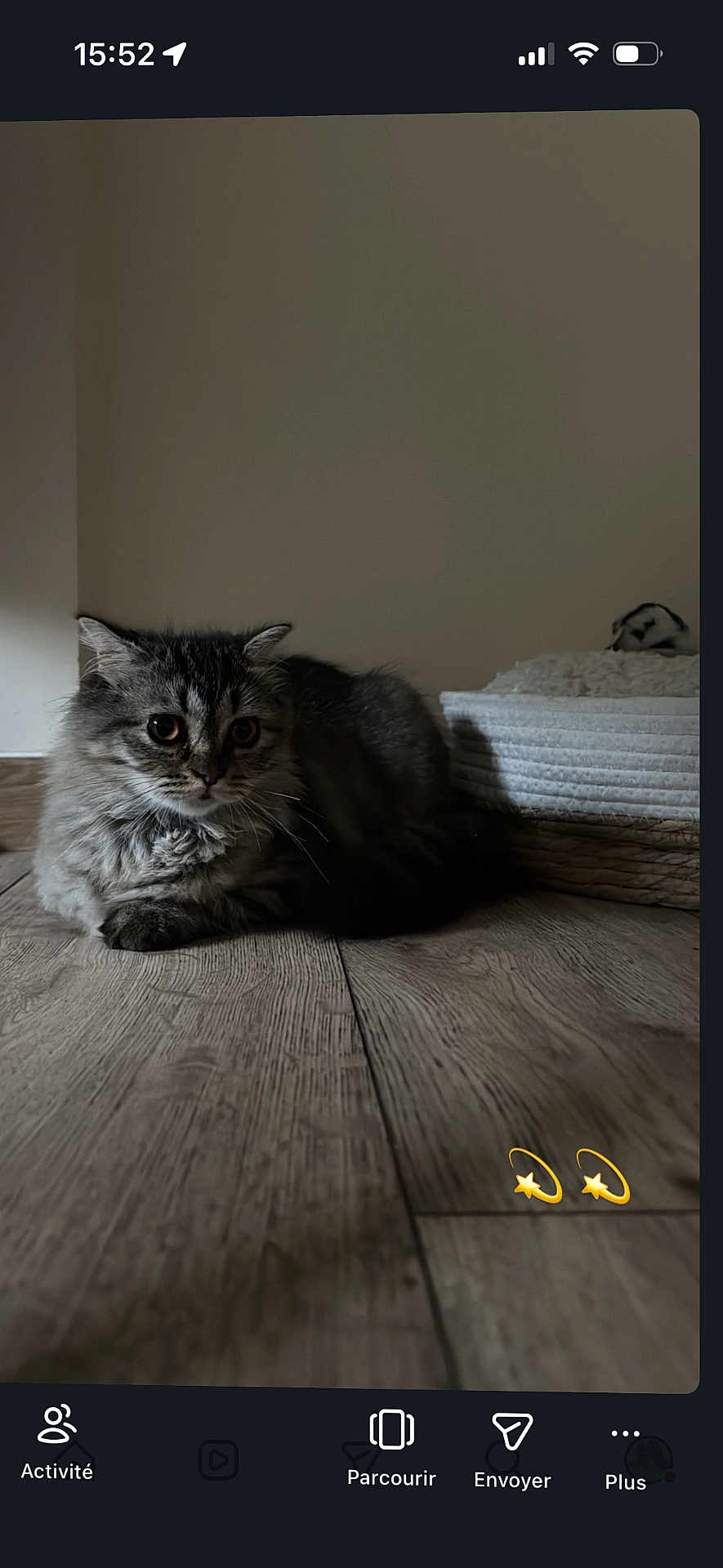 Fifille participe au concours pour gagner de l'argent avec cette photo : cat, tabby, fluffy, indoor, wooden_floor, pet_bed, gray, fur, animal, cute, relaxed, mammal, whiskers, ears, flooring, home, domestic, feline, curious, soft_lighting