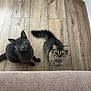 cat, cats, wooden_floor, curious, pet, indoor, feline, two_animals, looking_up, fluffy, striped, grey_cat, flooring, corner, domestic_animal, whiskers, tail, ears, eyes, soft_texture