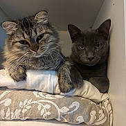 Fifille a rejoint le concours — aidez-le/la à gagner de superbes lots ! cat, tabby_cat, gray_cat, pets, feline, fluffy, resting, pillow, stack, cozy, indoor, cute, whiskers, ears, eyes, fur, animal, companion, shelf, relaxed