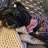 Mia joined the competition — help win amazing prizes! dog, black_dog, knitted_blanket, floral_dress, hair_tie, couch, patterned_pillow, indoor, pet, cozy, resting, curled_up, furniture, textile, home, cute, animal, laying, relaxed, small_dog