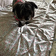 Mia joined the competition — help win amazing prizes! dog, pet, bed, blanket, floral_pattern, camo_jacket, indoor, furniture, chair, small_dog, black_dog, cozy, soft_light, shadow, textile, home, comfort, animal, cute, companion
