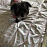 dog, pet, bed, blanket, floral_pattern, camo_jacket, indoor, furniture, chair, small_dog, black_dog, cozy, soft_light, shadow, textile, home, comfort, animal, cute, companion