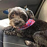 Mia joined the competition — help win amazing prizes! dog, pet, car_seat, bandana, fluffy, small_dog, brown_eyes, cute, animal, companion, indoor, relaxed, looking_up, fur, domestic_animal, transportation, travel, seat, resting, adorable