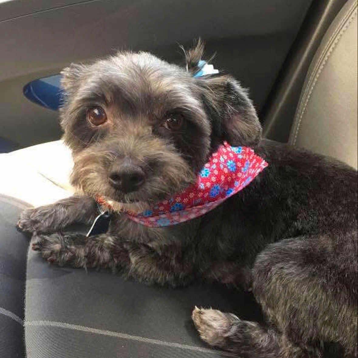 Mia joined the competition — help win amazing prizes! dog, pet, car_seat, bandana, fluffy, small_dog, brown_eyes, cute, animal, companion, indoor, relaxed, looking_up, fur, domestic_animal, transportation, travel, seat, resting, adorable