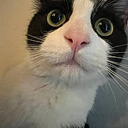 Chester joined the competition — help win amazing prizes! cat, close_up, black_and_white, green_eyes, pink_nose, whiskers, fur, pet, animal, indoor, curious, face, mammal, portrait, feline, cute, alert, domestic_cat, soft_light