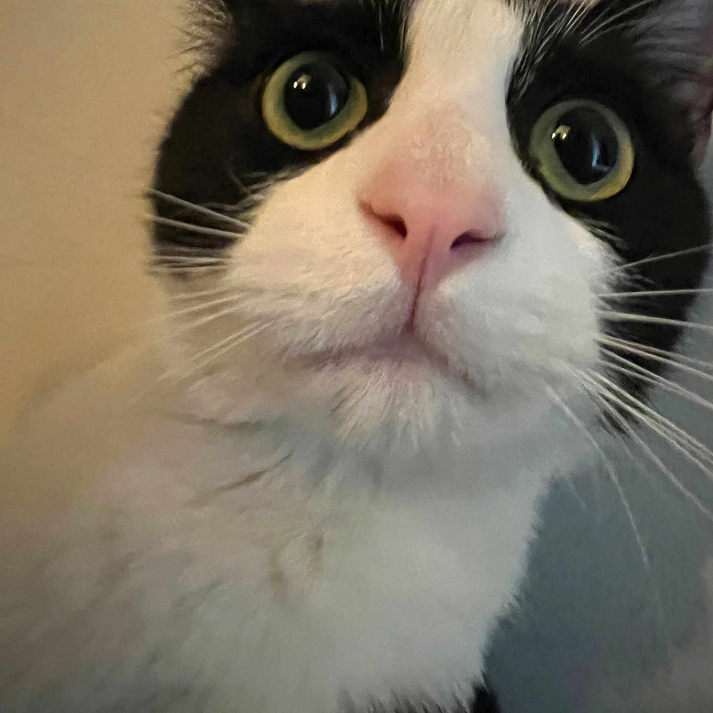 Chester joined the competition — help win amazing prizes! cat, close_up, black_and_white, green_eyes, pink_nose, whiskers, fur, pet, animal, indoor, curious, face, mammal, portrait, feline, cute, alert, domestic_cat, soft_light
